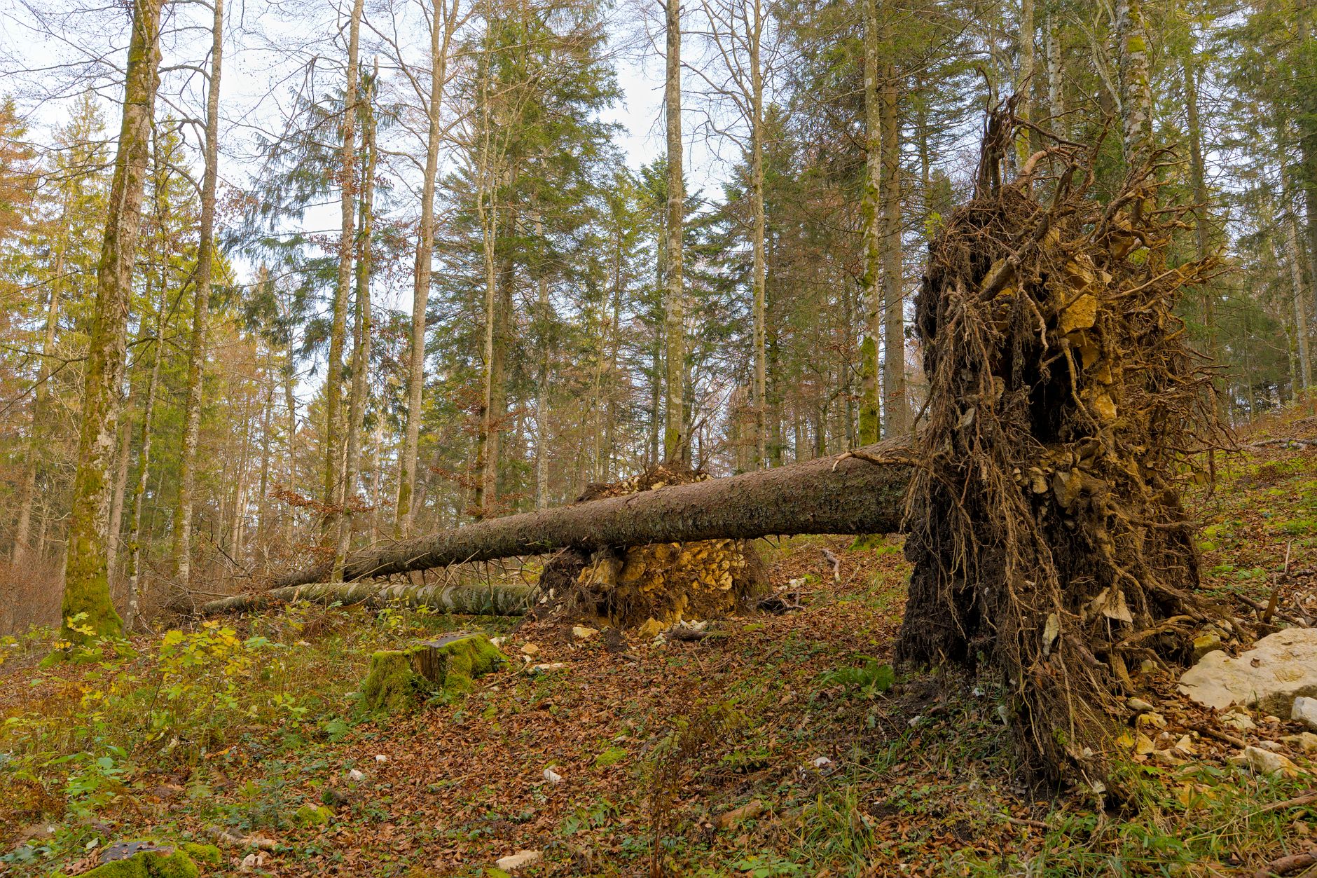 Enlèvement Arbre Urgence à Garges-lès-Gonesse